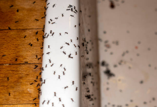 Pest Control for Restaurants in Greenville, NC