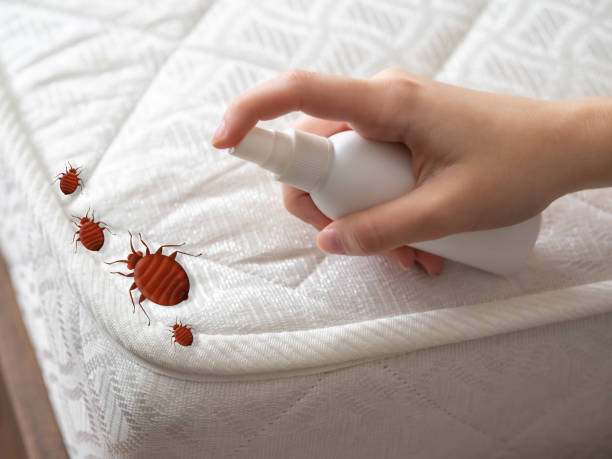 Reliable Greenville, NC Pest Control Solutions