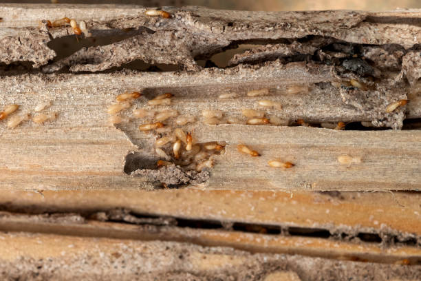 Best Pest Inspection Near Me  in Greenville, NC