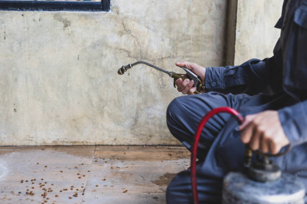 Best Termite Control Services  in Greenville, NC